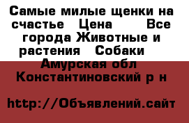 Самые милые щенки на счастье › Цена ­ 1 - Все города Животные и растения » Собаки   . Амурская обл.,Константиновский р-н